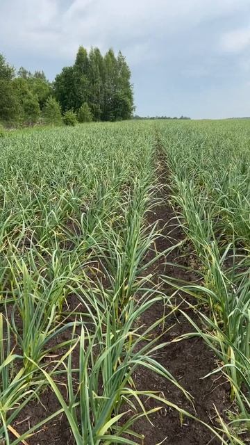 Скоро уборка чеснока? #farming  #озимыйчеснок #garlic #чеснок
