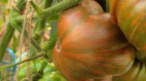 Томат АМУРСКИЙ ТИГР