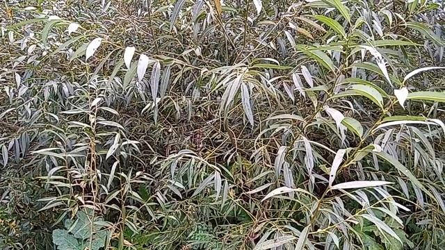 ИВА ДЛЯ ПЛЕТЕНИЯ КОРЗИНЫ. смотреть онлайн