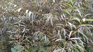 ИВА  ДЛЯ  ПЛЕТЕНИЯ  КОРЗИНЫ.