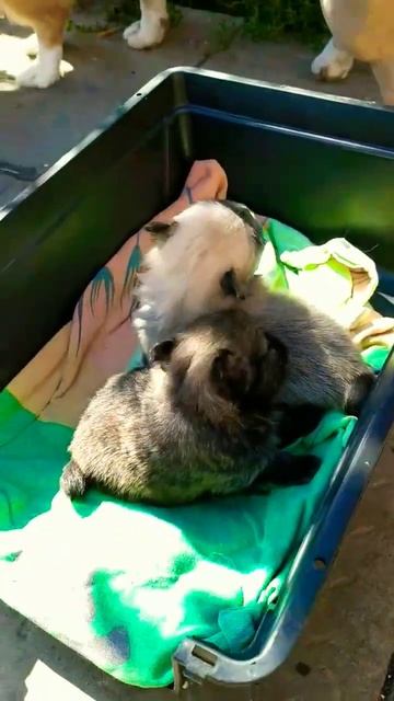 #щенки #щенок #шпиц #мини #померанец #щенокшпица #милота #мило #милыйщенок #померанскийщпиц #pom