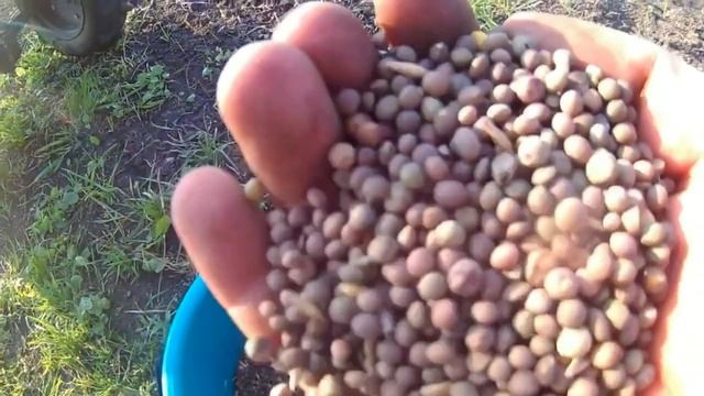 Посадка кукурузы и вики. смотреть онлайн