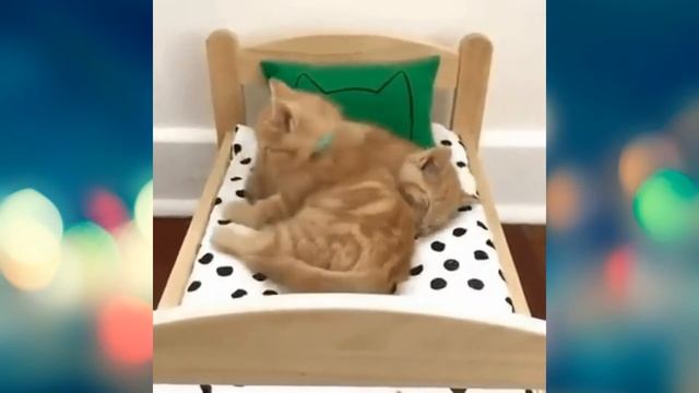 🔴Смешные коты собаки (Часть 13)✅ 🙂 👍 🐱 🐶 смотреть онлайн