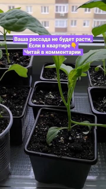 Рассада в марте, в квартире, где нет👇