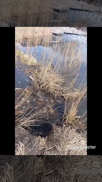 Озеро Безымянное!! Красное село СПб смотреть онлайн