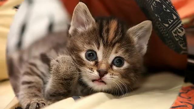 О котах и кошках смотреть онлайн