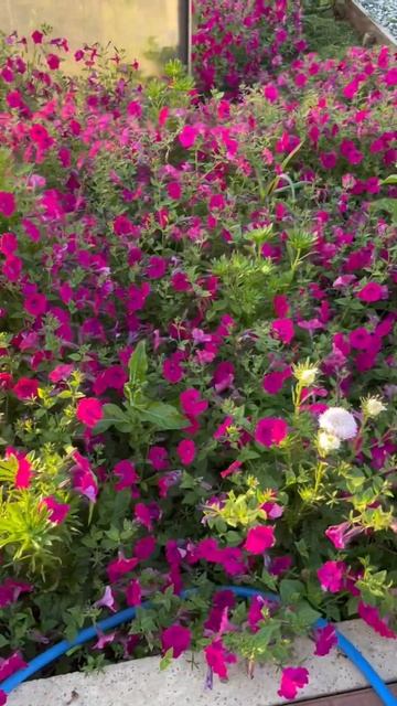 Петунии в открытом грунте #петунии смотреть онлайн