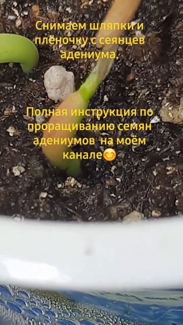 Проращивание семян адениумов от А до Я . для новичков?