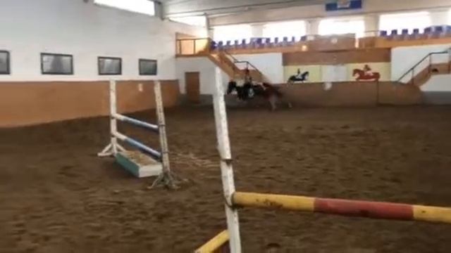 Кобыла 7 лет продажа. Беларусь.