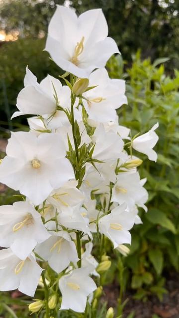 #beautiful #best #nature #сад #flowers #цветы #подмосковье #лето смотреть онлайн