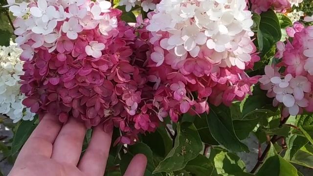 метельчатая гортензия Индиан саммэ ( Ред вельвет)