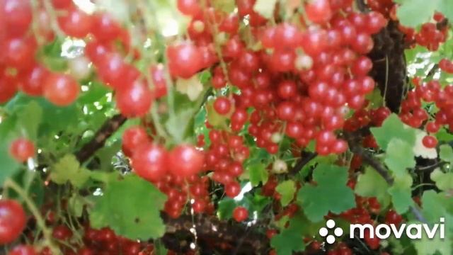 Дыни на грядке.. Сетка для огурцов и гороха