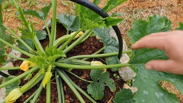 Грядки из камней 🪨 Для культур кустового типа 👌 Деко смотреть онлайн