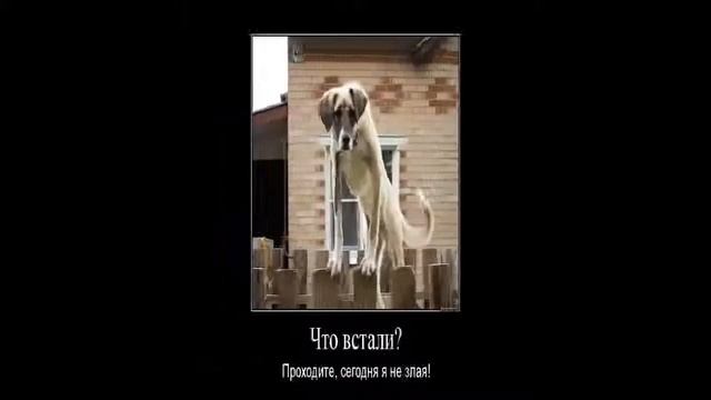 Приколы 2015 - Jokes 2015 смотреть онлайн