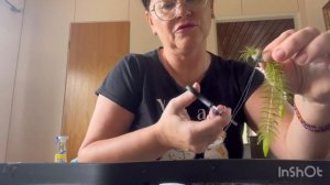 Как надёжно закрепить роголистник в грунт аквариума.