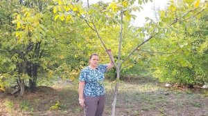 ФОРМИРОВКА и ОБРЕЗКА грецкого ореха