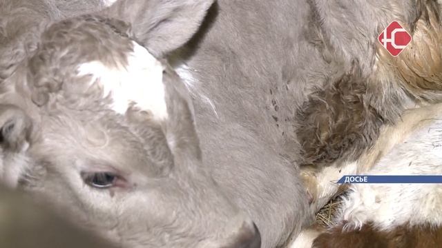 В Югре объявлен отбор участников «Школы фермера» смотреть онлайн