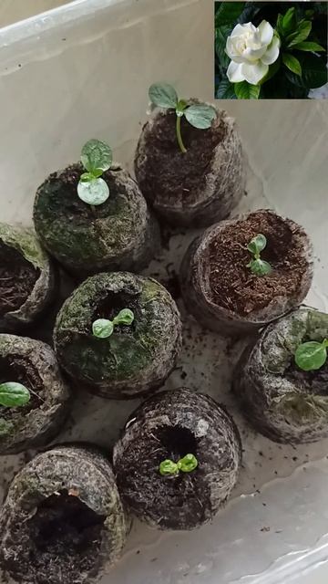 #гардения ГАРДЕНИЯ ИЗ СЕМЯН #наизнанку #изсемян #расса? смотреть онлайн