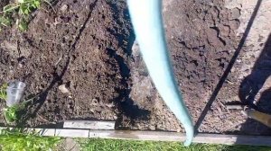 Помидоры переросли и вытянулись. Как посадить в грунт