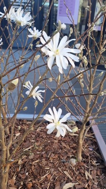 Клумба с цветами 🪷возле Каунасского акрополя.#shorts#york смотреть онлайн