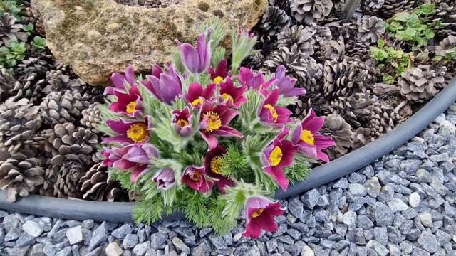 Сон-трава/Простріл.Мої умови вирощування. смотреть онлайн