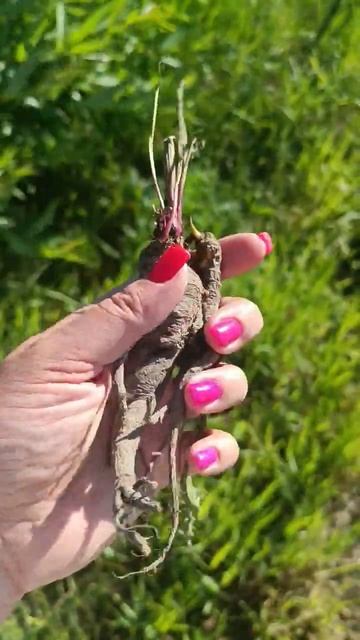 корень купыря похож на мандрагору 🤣 По аромату похож? смотреть онлайн