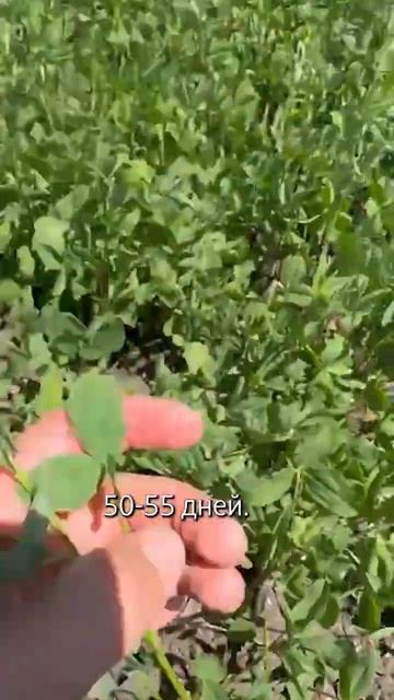 Клевер луговой Наследник смотреть онлайн