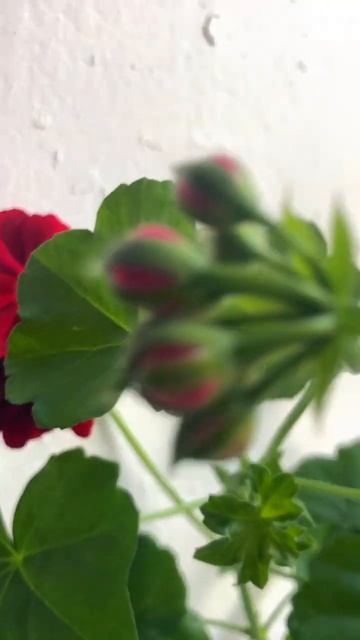 Моя ампельная герань стремящаяся высь!))) у меня всегда смотреть онлайн