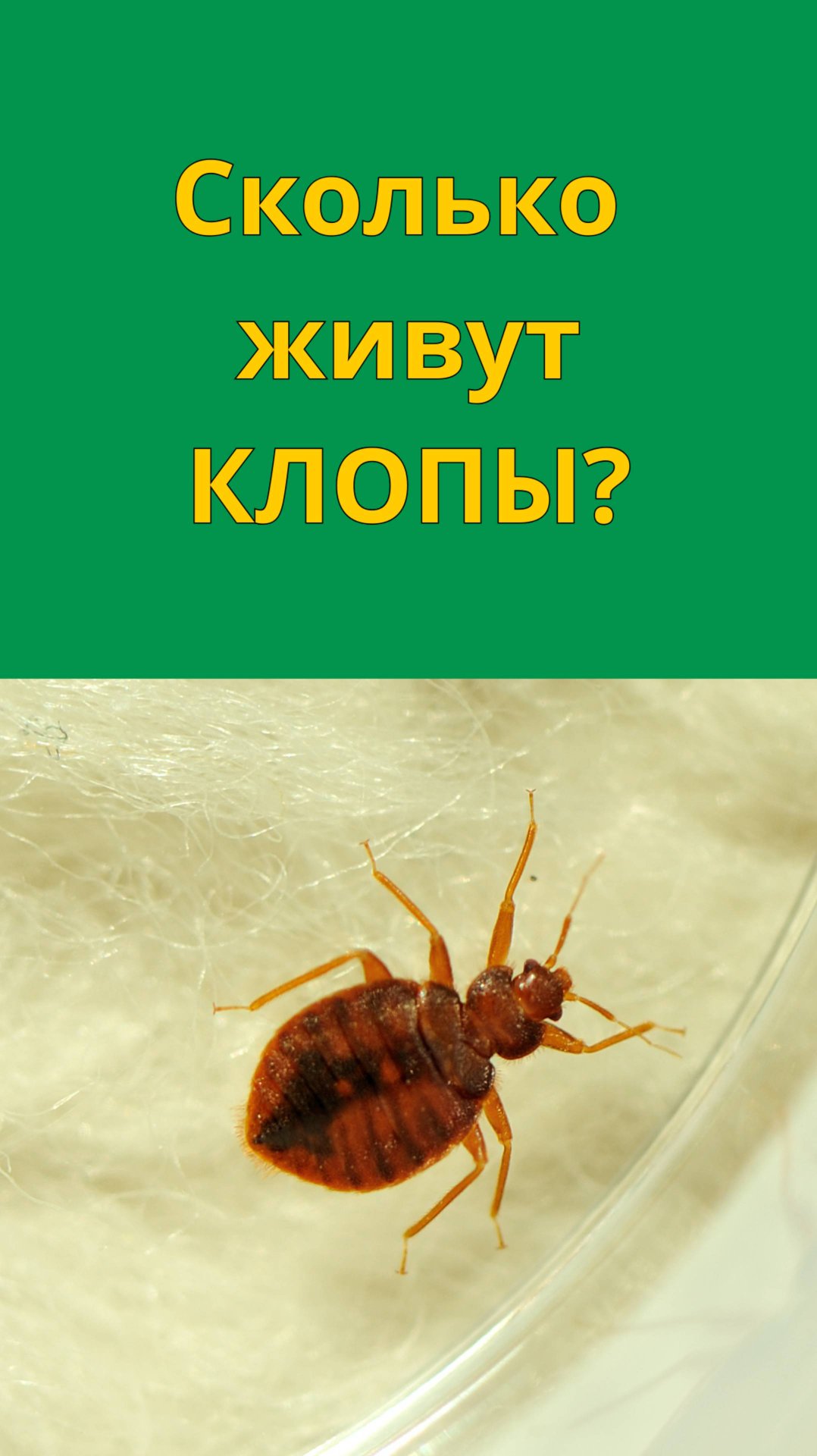 Сколько живут клопы постельные без еды в пустой квартире без человека?