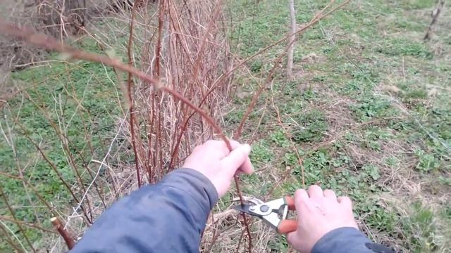 Время обрезать малину. Дикий лук на участке.#дача#мали? смотреть онлайн