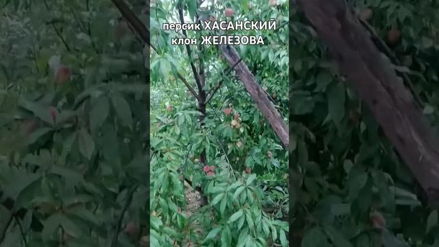 САЖЕНЦЫ / СЕЯНЦЫ / КОСТОЧКИ 0505829131 смотреть онлайн