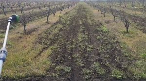 Как привлечь пчёл для опыления плодовых деревьев сада