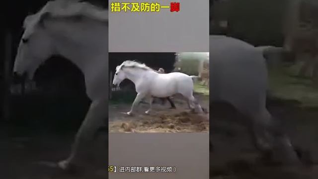 Самое смешное видео с лошадьми смотреть онлайн