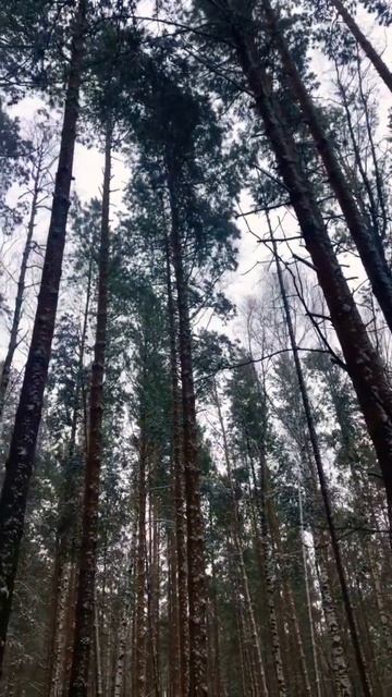 Вот так поют деревья в лесу 👍🏻😊 #nature #beautiful #природа # смотреть онлайн