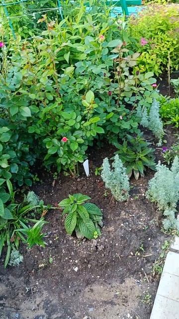 Как вырастить серебристые кустики #дача #цветы #garden смотреть онлайн