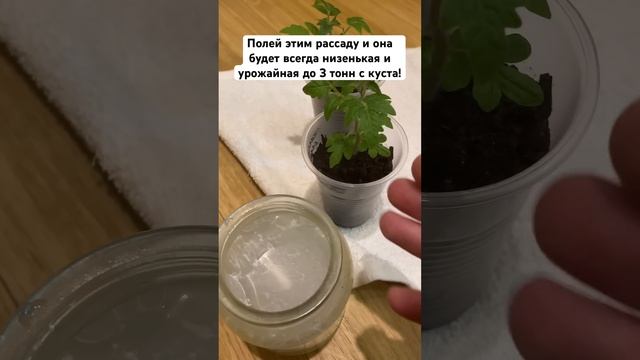 Полей этим рассаду и она будет всегда низенькая и урож