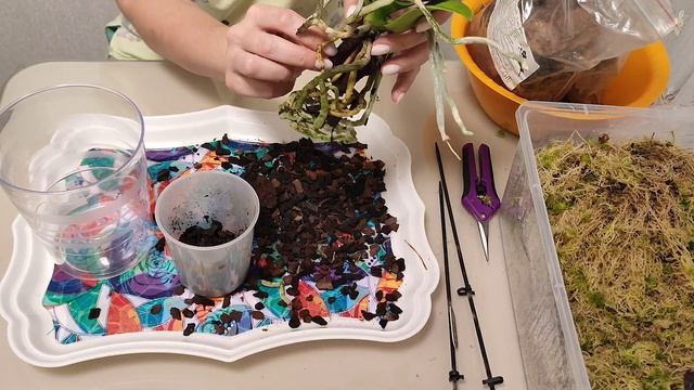 Новый штатив|Пересадка орхидеи|Прогулка по Дагомысу смотреть онлайн