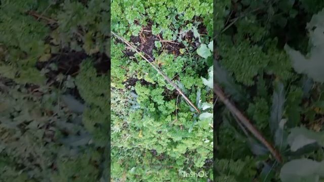 Осень.. Огород... смотреть онлайн