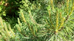 Формирование горной сосны