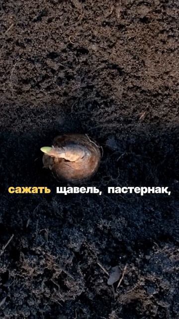 Что сажать под зиму #дача #рассада #сад #огород #garden #лай смотреть онлайн