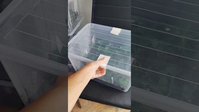 Собрались в отпуск? Не забудьте взять их! #огород #дача смотреть онлайн