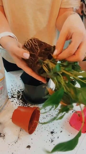 Посадка пересадка спатифиллума с помощником