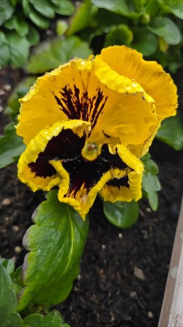 🌺🌺🌺 Анютки под дождём‼️🌺🌺🌺 #цветы #красивыецве