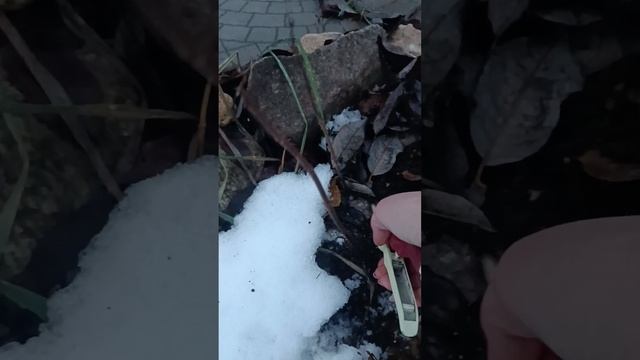 Обрезаю метельчатые гортензии осенью. смотреть онлайн