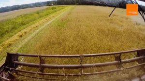 Озимая рожь КВС БОНО