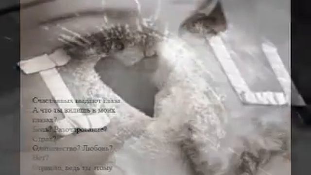 Hollywood-прости смотреть онлайн