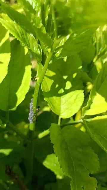 Тля. Бузина. #садовод #сад #огород #дачники #дача #рек #об смотреть онлайн