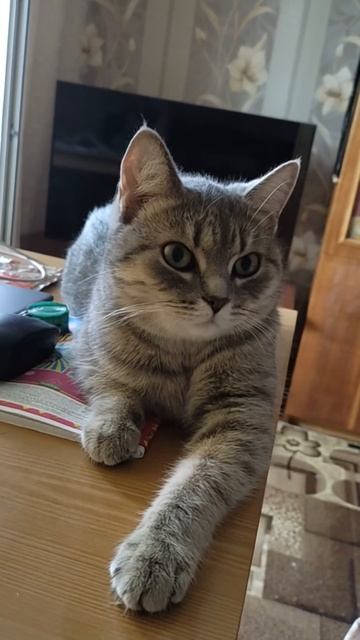 Барса заняла местечко около ноутбука и всем своим видом показывает, что готова к работе смотреть онлайн