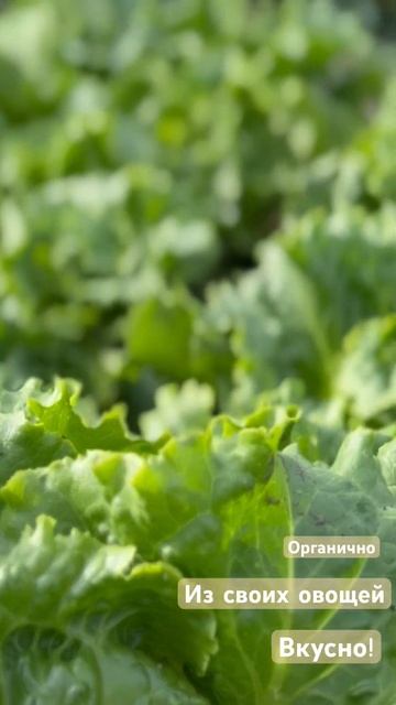 Овощи из своего огорода!Своя выпечка! И очень сытные и смотреть онлайн