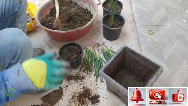 How to plant aloe vera, Как посадить алоэ вера смотреть онлайн